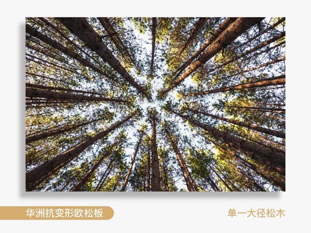 看得见的纯净，华洲抗变形欧松板！(图2)